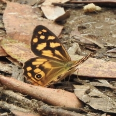 Heteronympha paradelpha (Spotted Brown) at Wingello, NSW - 23 Feb 2023 by GlossyGal