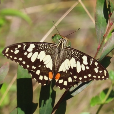 Papilio demoleus (Chequered Swallowtail) at Cotter River, ACT - 24 Feb 2023 by owenh