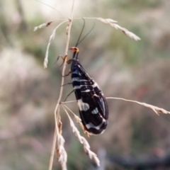 Porismus strigatus (Pied Lacewing) at Paddys River, ACT - 23 Feb 2023 by Numbat