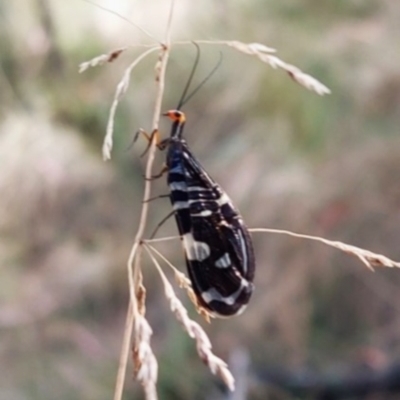 Porismus strigatus (Pied Lacewing) at Tidbinbilla Nature Reserve - 23 Feb 2023 by Numbat