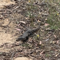 Varanus rosenbergi (Heath or Rosenberg's Monitor) at Paddys River, ACT - 24 Feb 2023 by sarahjbrassington