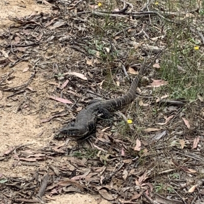 Varanus rosenbergi (Heath or Rosenberg's Monitor) - 1 Jan 1900 by sarahjbrassington