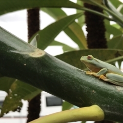 Litoria gracilenta (Dainty Tree Frog) at Evans Head, NSW - 24 Feb 2023 by AliClaw