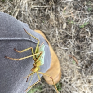 Tropidoderus childrenii at Throsby, ACT - 23 Feb 2023