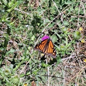 Danaus plexippus at Paddys River, ACT - 24 Feb 2023 09:55 AM