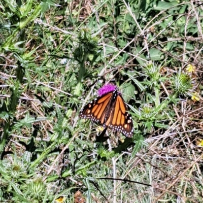 Danaus plexippus (Monarch) at Paddys River, ACT - 23 Feb 2023 by CraigW