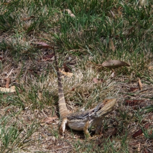 Pogona barbata at Deakin, ACT - 24 Feb 2023