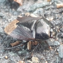 Cydnidae (family) (Burrower bug) at Latham, ACT - 23 Feb 2023 by LD12