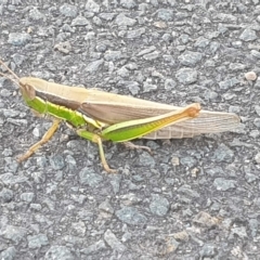 Bermius brachycerus (A grasshopper) at Latham, ACT - 23 Feb 2023 by LD12