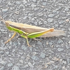 Bermius brachycerus (A grasshopper) at Umbagong District Park - 23 Feb 2023 by LD12