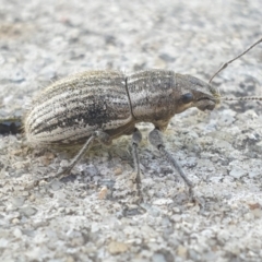 Naupactus leucoloma (White-fringed weevil) at Latham, ACT - 20 Feb 2023 by LD12