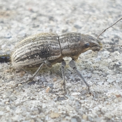 Naupactus leucoloma (White-fringed weevil) at Latham, ACT - 20 Feb 2023 by LD12