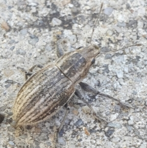 Naupactus leucoloma at Latham, ACT - 20 Feb 2023