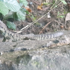 Intellagama lesueurii howittii (Gippsland Water Dragon) at Umbagong District Park - 23 Feb 2023 by LD12