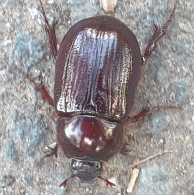 Adoryphorus coulonii (Redheaded pasture cockchafer) at Umbagong District Park - 22 Feb 2023 by LD12