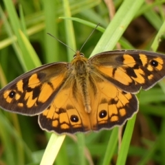 Heteronympha penelope (Shouldered Brown) at Braemar, NSW - 23 Feb 2023 by Curiosity