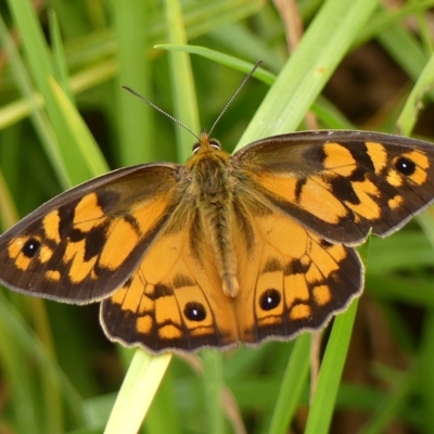 Heteronympha penelope (Shouldered Brown) at Braemar, NSW - 23 Feb 2023 by Curiosity