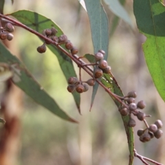 Eucalyptus mannifera (Brittle Gum) at Jerrabomberra, ACT - 24 Feb 2023 by LPadg