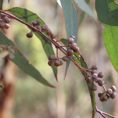 Eucalyptus mannifera (Brittle Gum) at Jerrabomberra, ACT - 23 Feb 2023 by LoisElsiePadgham