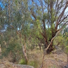 Eucalyptus mannifera at Jerrabomberra, ACT - 24 Feb 2023