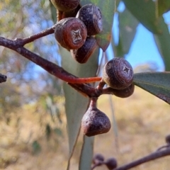 Eucalyptus mannifera at Jerrabomberra, ACT - 24 Feb 2023