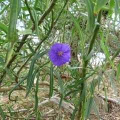 Solanum linearifolium (Kangaroo Apple) at The Pinnacle - 23 Feb 2023 by sangio7