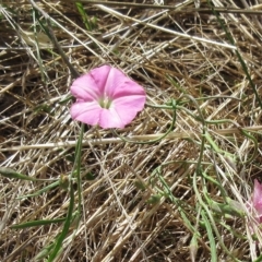 Convolvulus angustissimus subsp. angustissimus (Australian Bindweed) at The Pinnacle - 23 Feb 2023 by sangio7