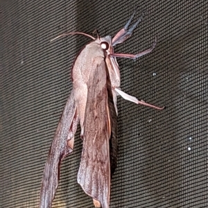 Coequosa australasiae at Fairy Meadow, NSW - suppressed