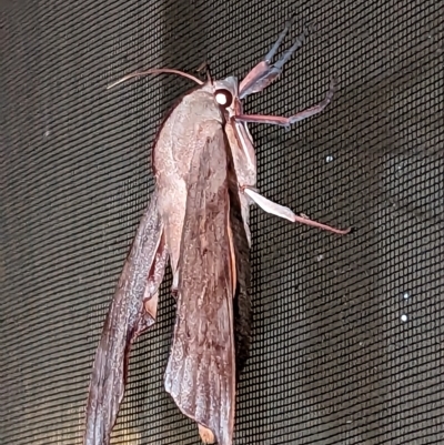 Coequosa triangularis at Fairy Meadow, NSW - 23 Feb 2023 by ginji