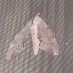 Coequosa australasiae at Fairy Meadow, NSW - suppressed