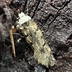 Endrosis sarcitrella (White-shouldered House Moth) at Corroboree Park - 18 Feb 2023 by Pirom