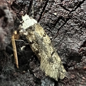 Endrosis sarcitrella at Ainslie, ACT - 18 Feb 2023