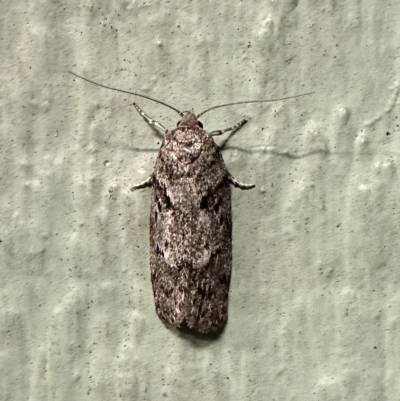 Philobota philostaura (A Concealer moth (Philobota group)) at Ainslie, ACT - 10 Feb 2023 by Pirom