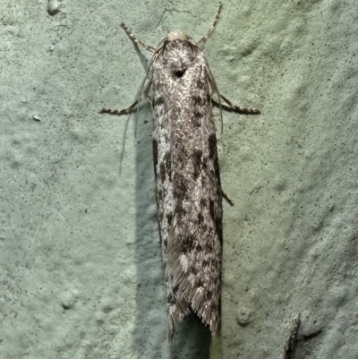 Lepidoscia (genus) ADULT (A Case moth) at Ainslie, ACT - 15 Feb 2023 by Pirom