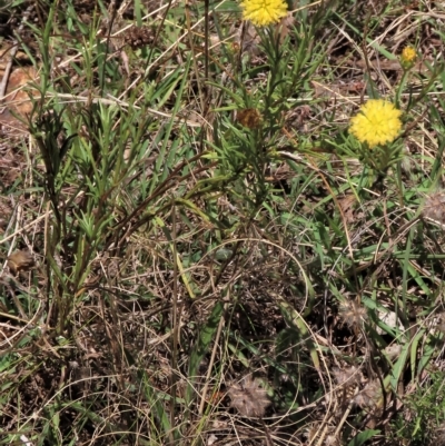 Rutidosis leptorhynchoides (Button Wrinklewort) at Deakin, ACT - 25 Feb 2023 by AndyRoo