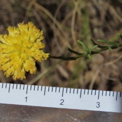 Rutidosis leptorhynchoides at Deakin, ACT - 25 Feb 2023