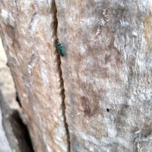 Chrysididae (family) at Curtin, ACT - 24 Feb 2023