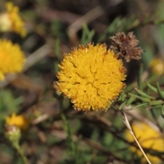 Rutidosis leptorhynchoides (Button Wrinklewort) at Yarralumla, ACT - 12 Feb 2023 by AndyRoo