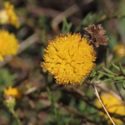 Rutidosis leptorhynchoides (Button Wrinklewort) at Blue Gum Point to Attunga Bay - 12 Feb 2023 by AndyRoo