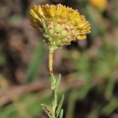 Rutidosis leptorhynchoides at Yarralumla, ACT - 12 Feb 2023