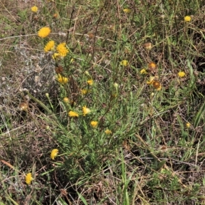 Rutidosis leptorhynchoides at Yarralumla, ACT - 12 Feb 2023