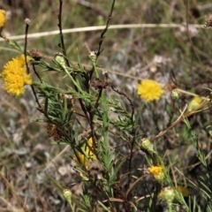 Rutidosis leptorhynchoides at Yarralumla, ACT - 12 Feb 2023