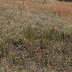 Rutidosis leptorhynchoides at Yarralumla, ACT - 12 Feb 2023