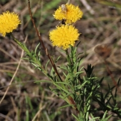 Rutidosis leptorhynchoides (Button Wrinklewort) at Blue Gum Point to Attunga Bay - 12 Feb 2023 by AndyRoo