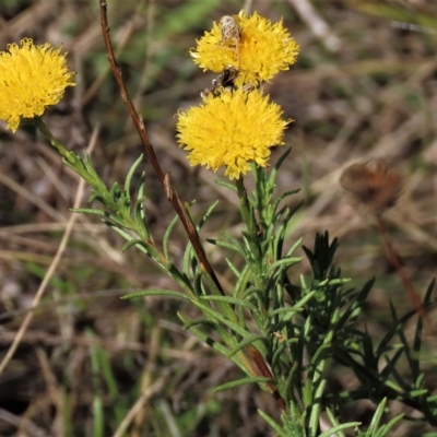 Rutidosis leptorhynchoides (Button Wrinklewort) at Blue Gum Point to Attunga Bay - 12 Feb 2023 by AndyRoo