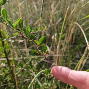 Pyracantha crenulata at Watson, ACT - 24 Feb 2023