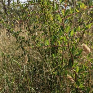 Pyracantha crenulata at Watson, ACT - 24 Feb 2023