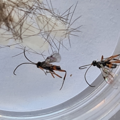 Cotesia sp. (genus) (Microgastrine wasp) at suppressed - 17 Mar 2023 by Mike
