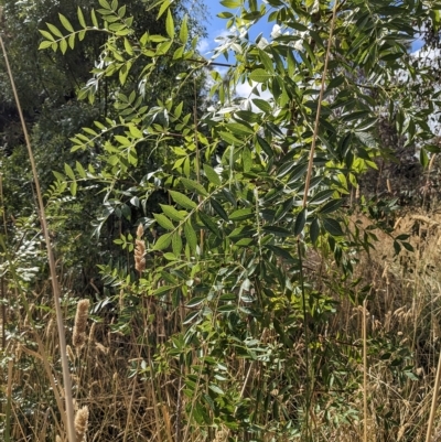 Fraxinus angustifolia (Desert Ash) at Watson Woodlands - 23 Feb 2023 by abread111