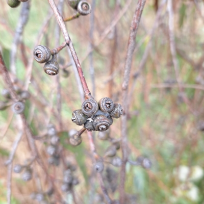 Eucalyptus bridgesiana (Apple Box) at Watson Woodlands - 23 Feb 2023 by abread111